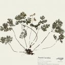 Herbarium speciment