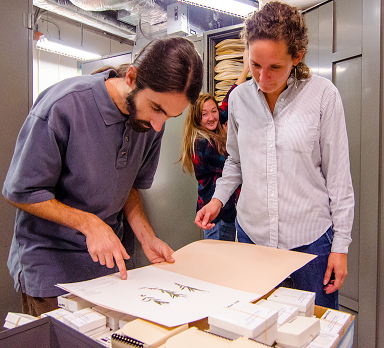 Drew Jenkins in herbarium