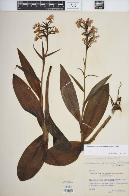 Fringed Orchid Specimen