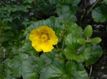 Geum radiatum